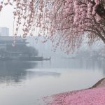 The Ultimate Spring Traveler’s Guide: Capturing March’s Magic
